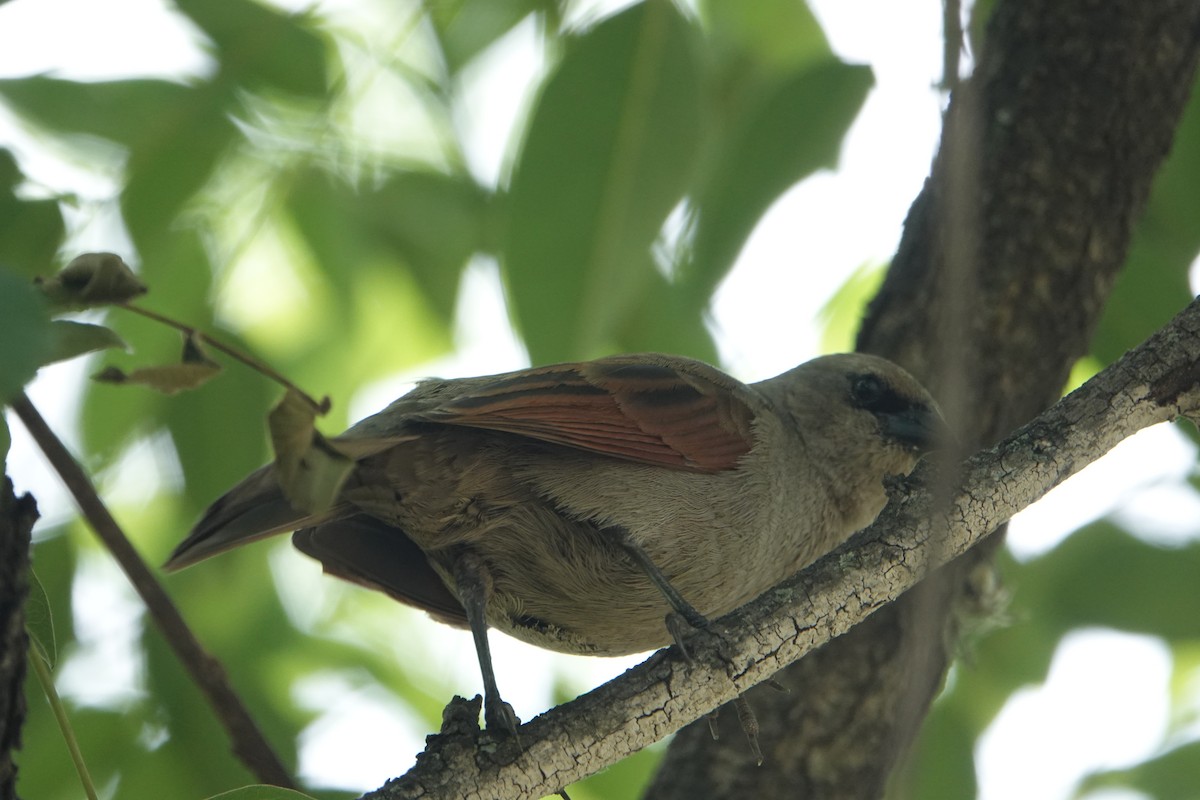 Grayish Baywing - ML646712043