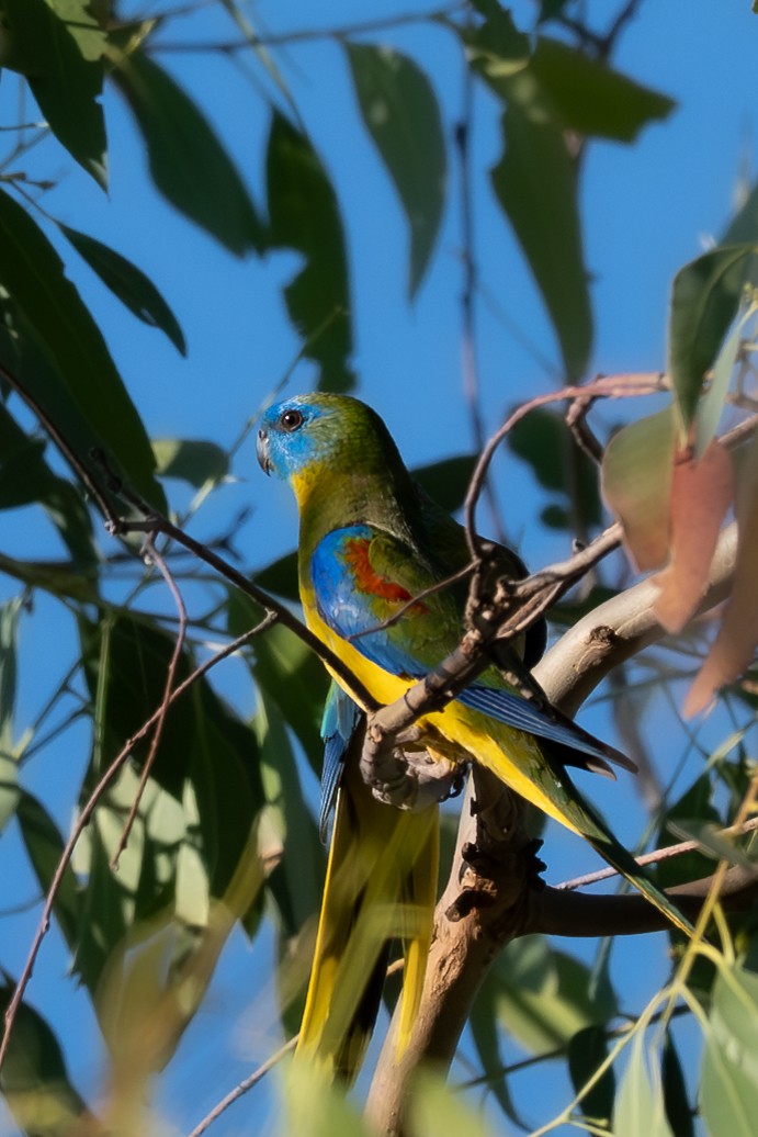 Turquoise Parrot - ML646712045