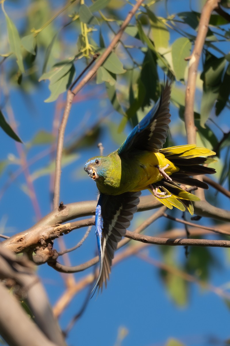 Turquoise Parrot - ML646712046
