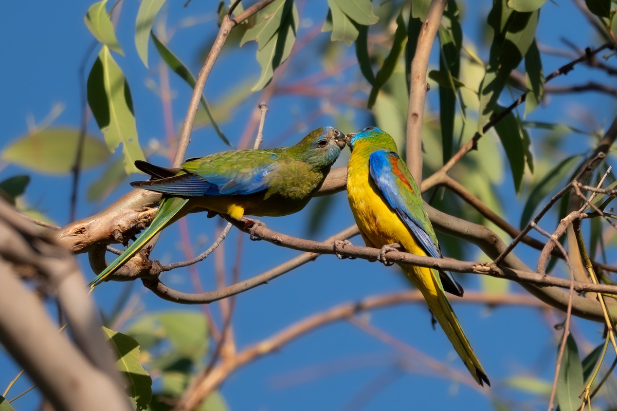 Turquoise Parrot - ML646712048