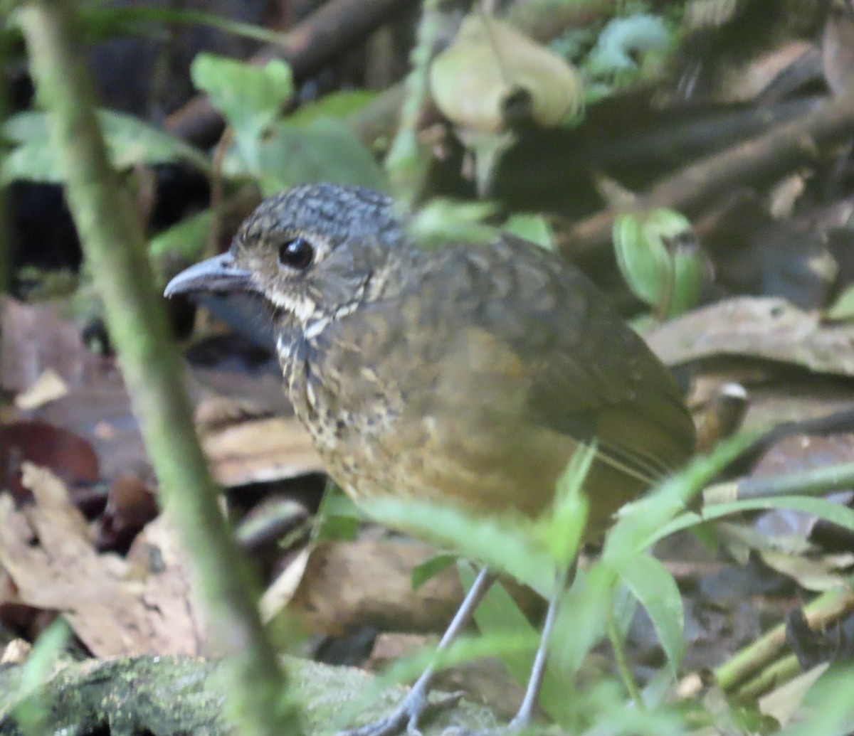 Scaled Antpitta - ML646712049