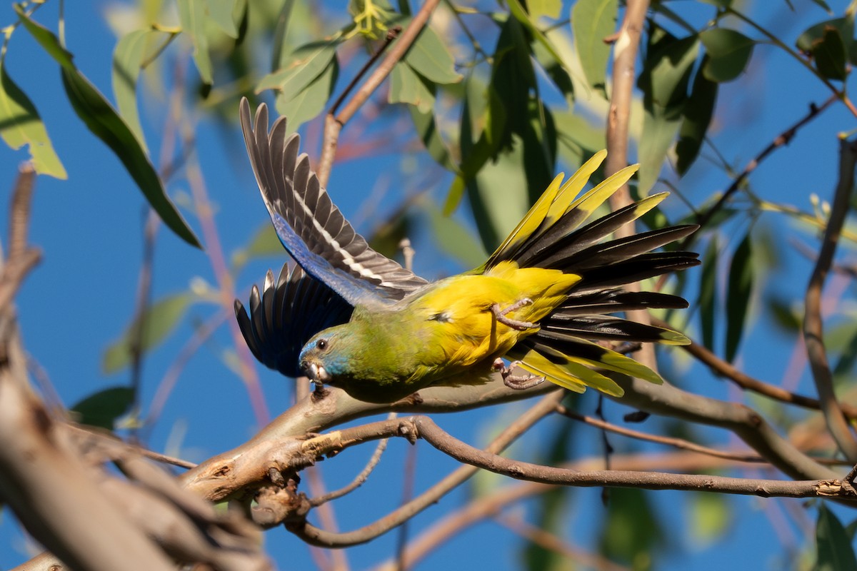 Turquoise Parrot - ML646712050