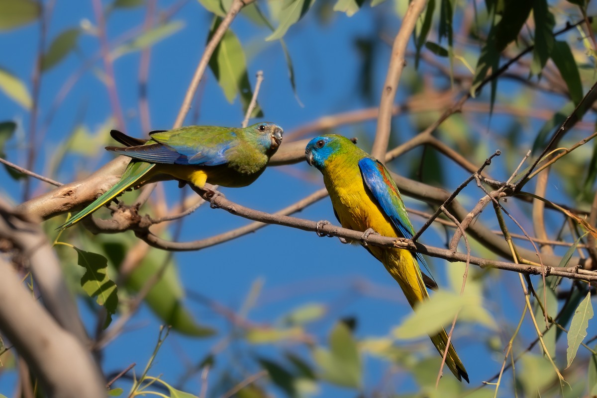 Turquoise Parrot - ML646712051