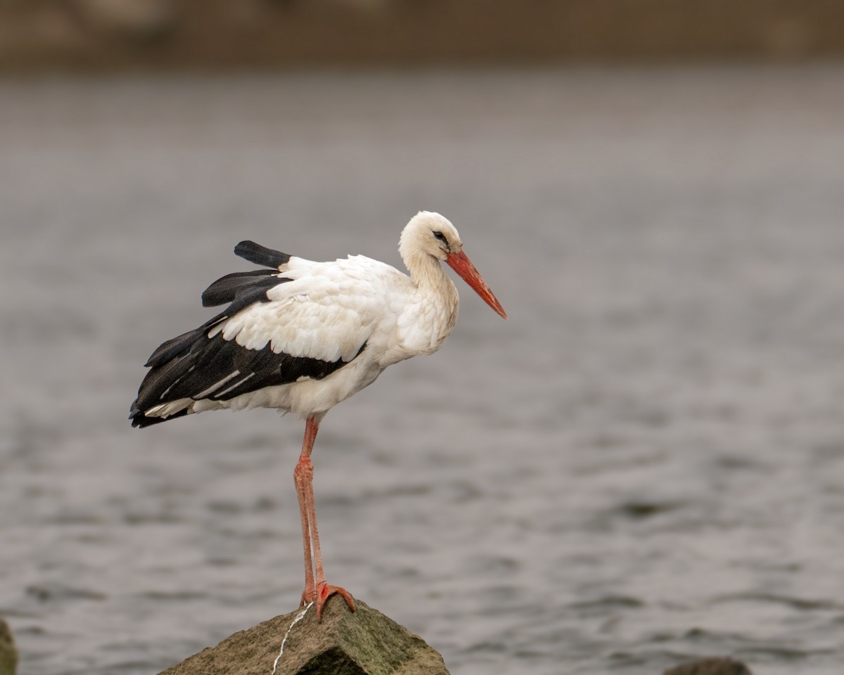 Cigüeña Blanca - ML646712052