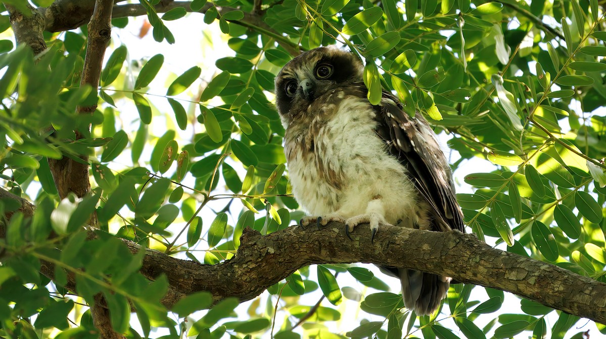 Avustralya Bubuğu - ML646712057