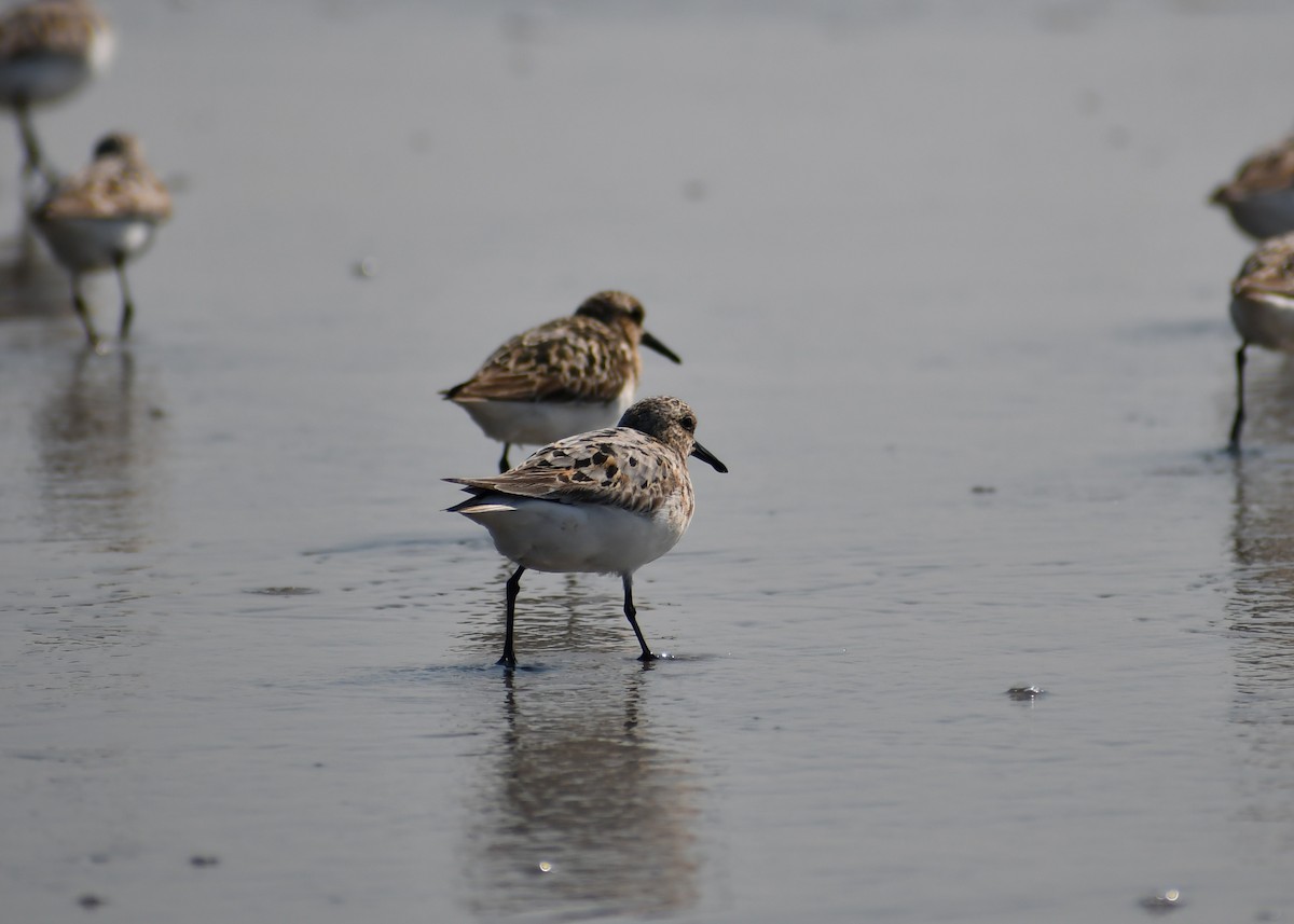 Sanderling - ML646712058