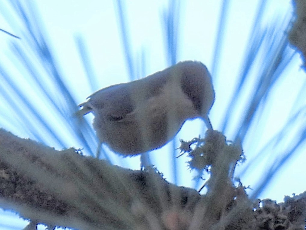 Pygmy Nuthatch - ML646712060