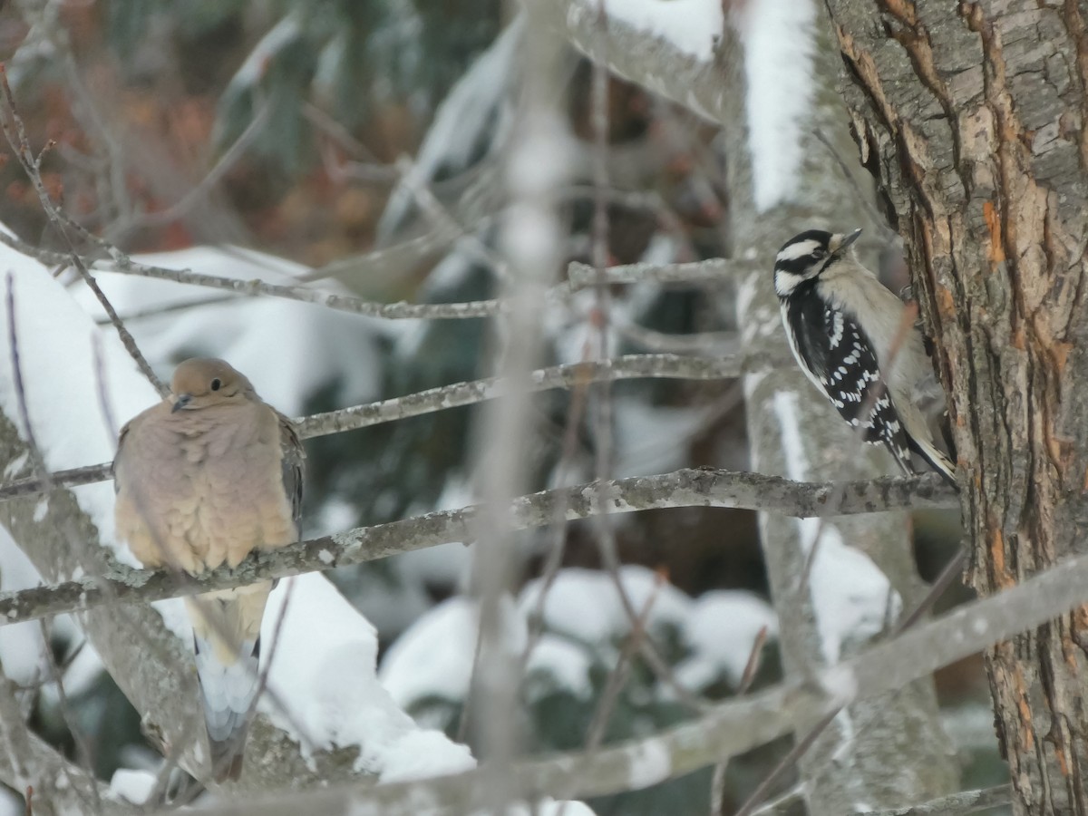 Yumuşak Tüylü Ağaçkakan - ML646712061