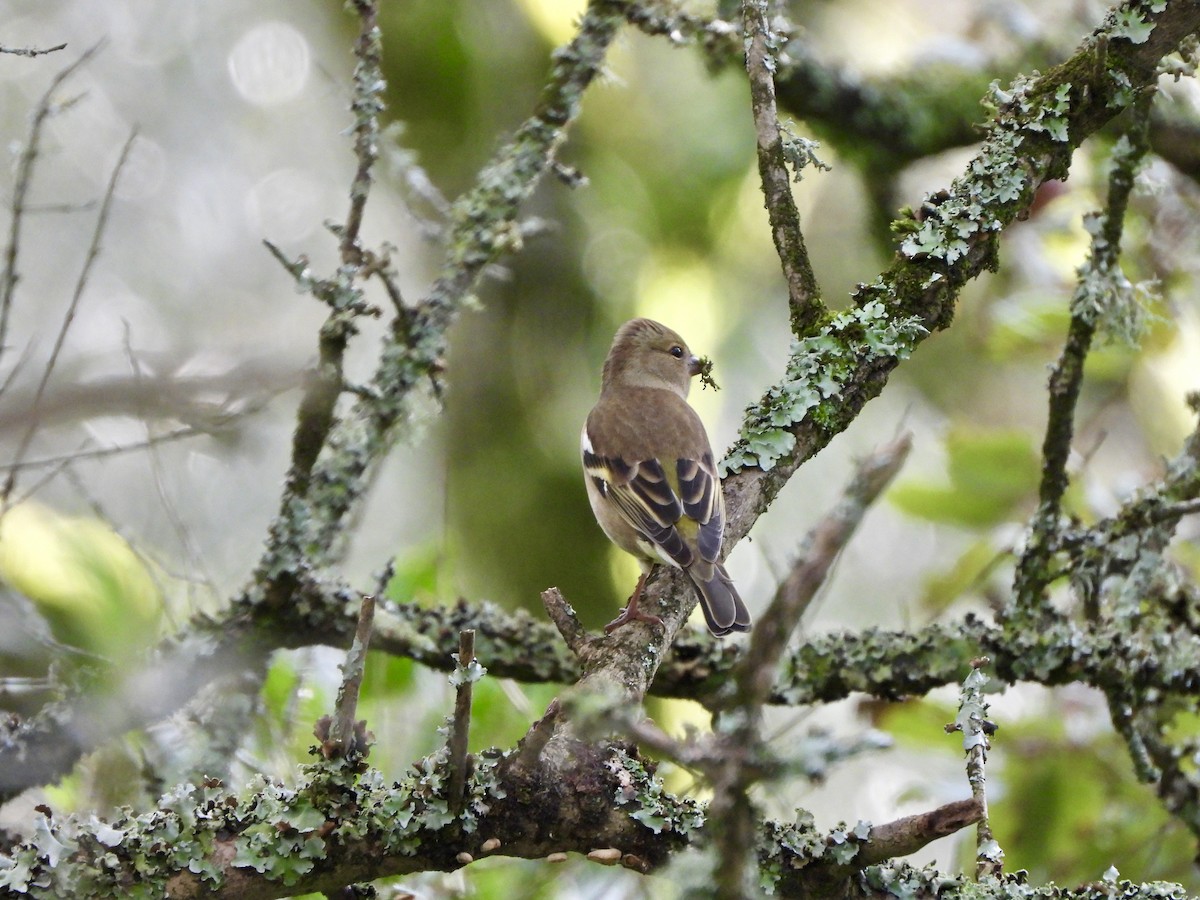 Common Chaffinch - ML646712075