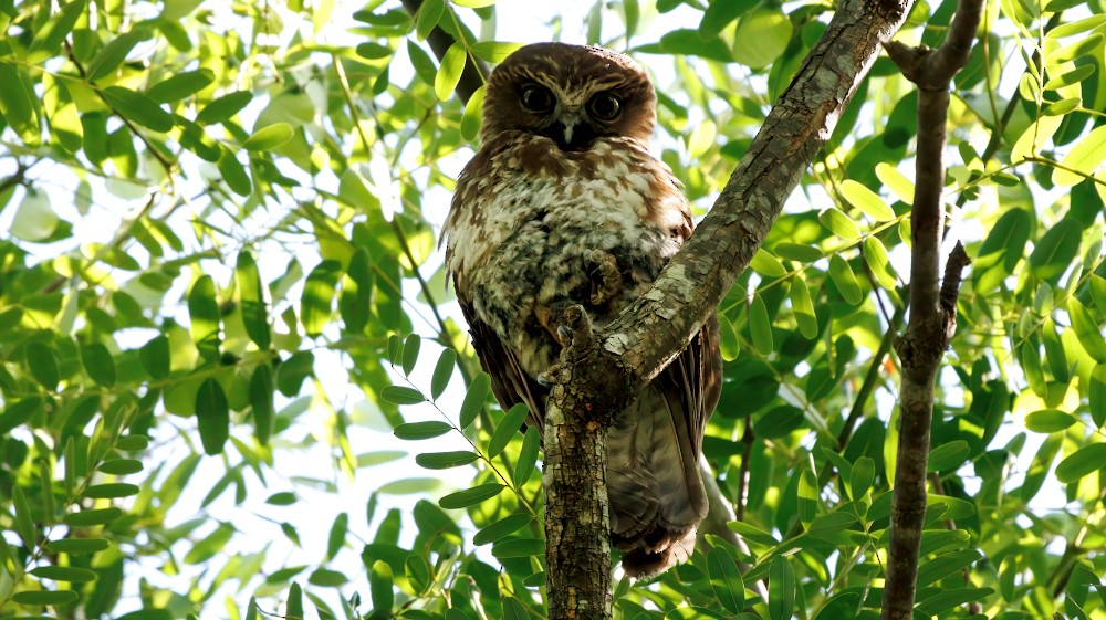 Avustralya Bubuğu - ML646712079