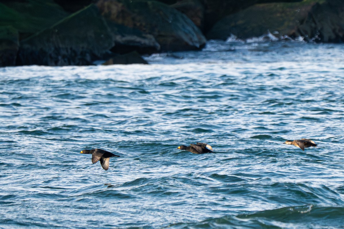 Amerika Kara Ördeği - ML646712080