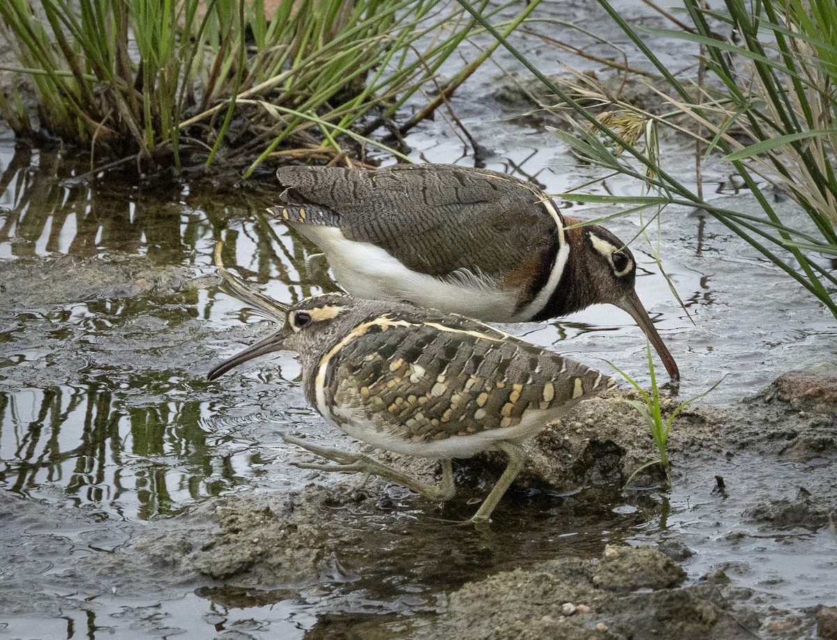 riksesnipe - ML646712081