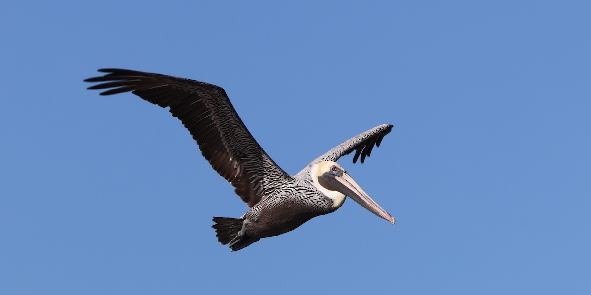Brown Pelican - ML646712085