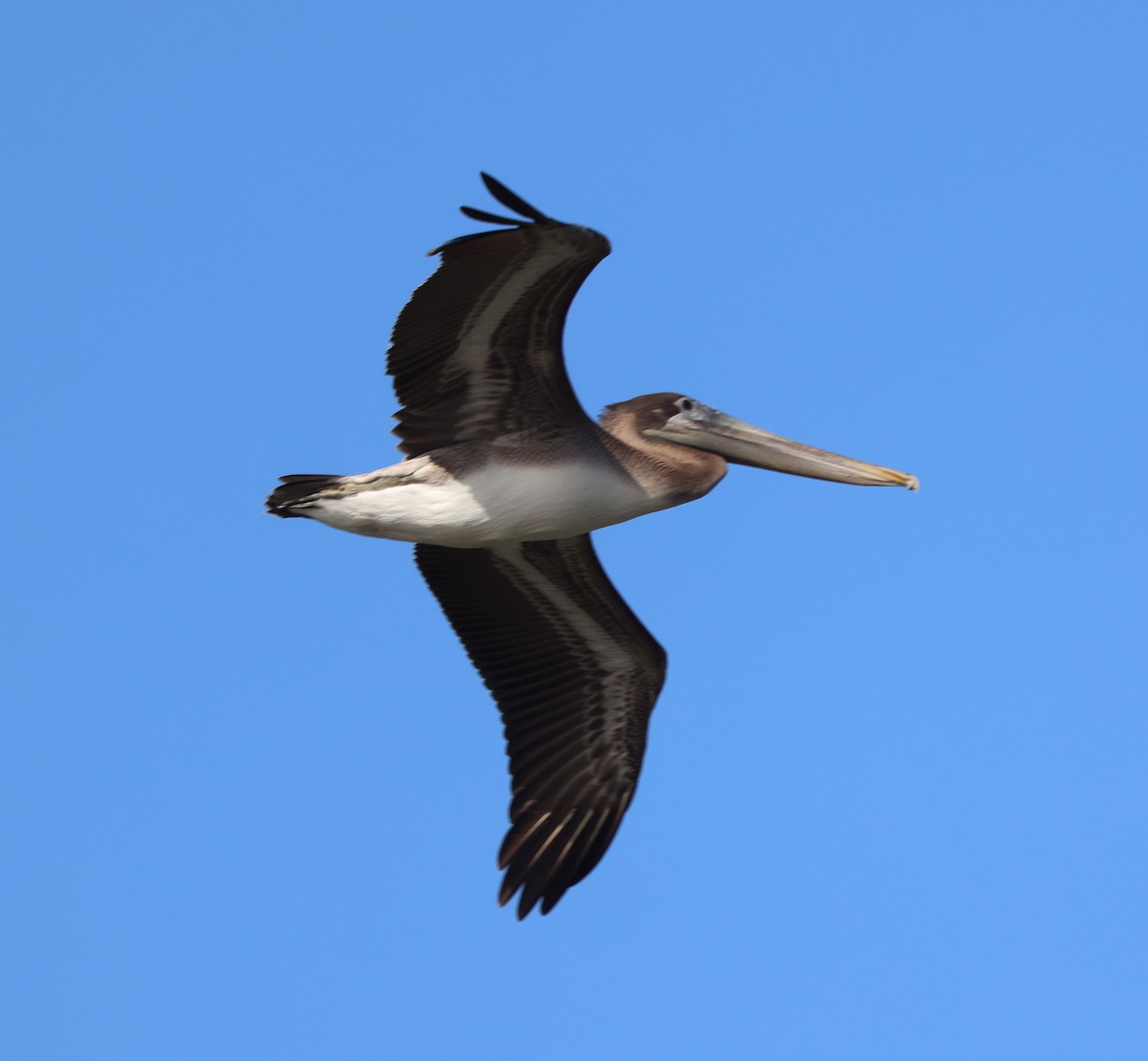 Brown Pelican - ML646712086