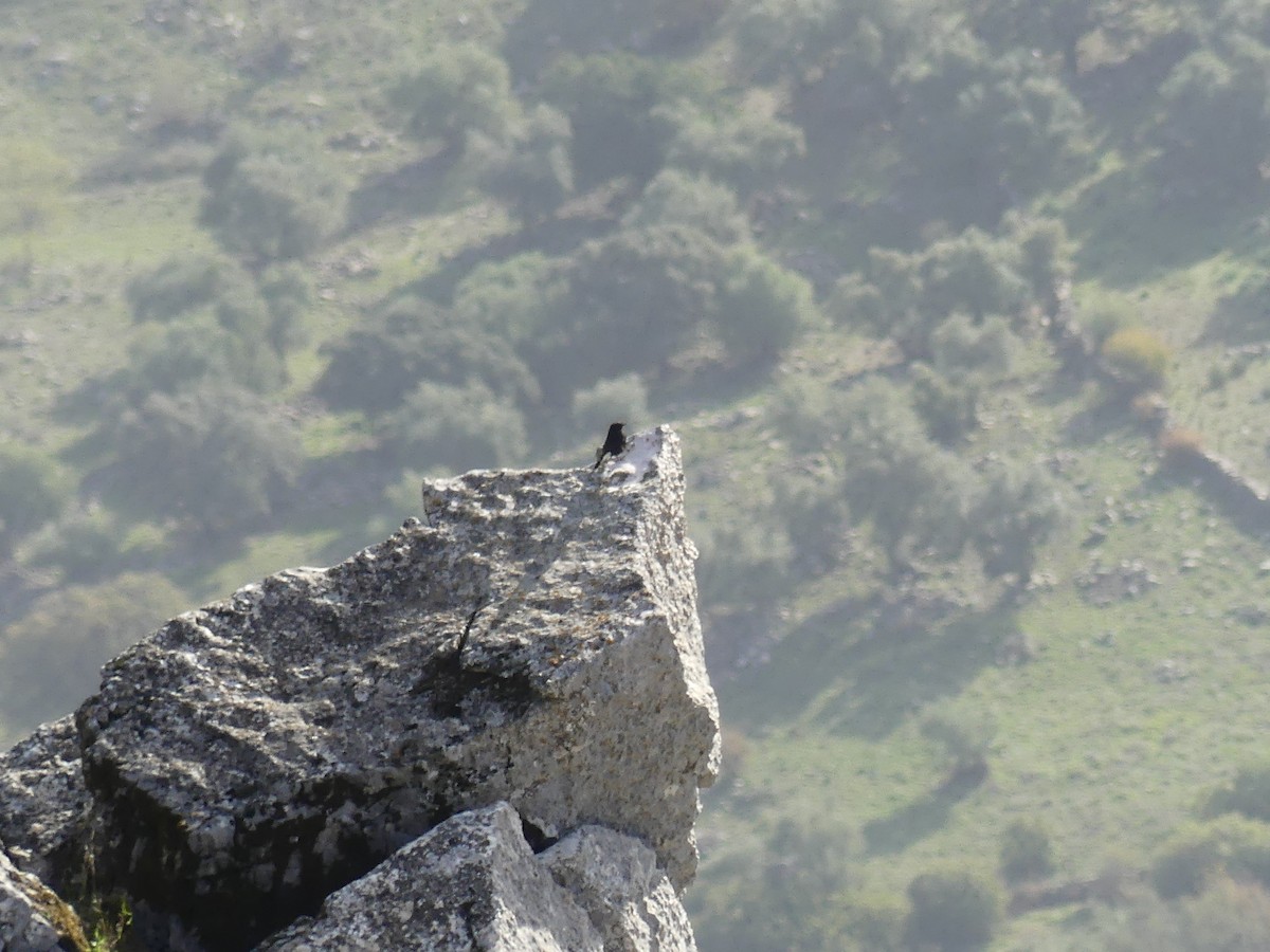 bělořit černý - ML646712088