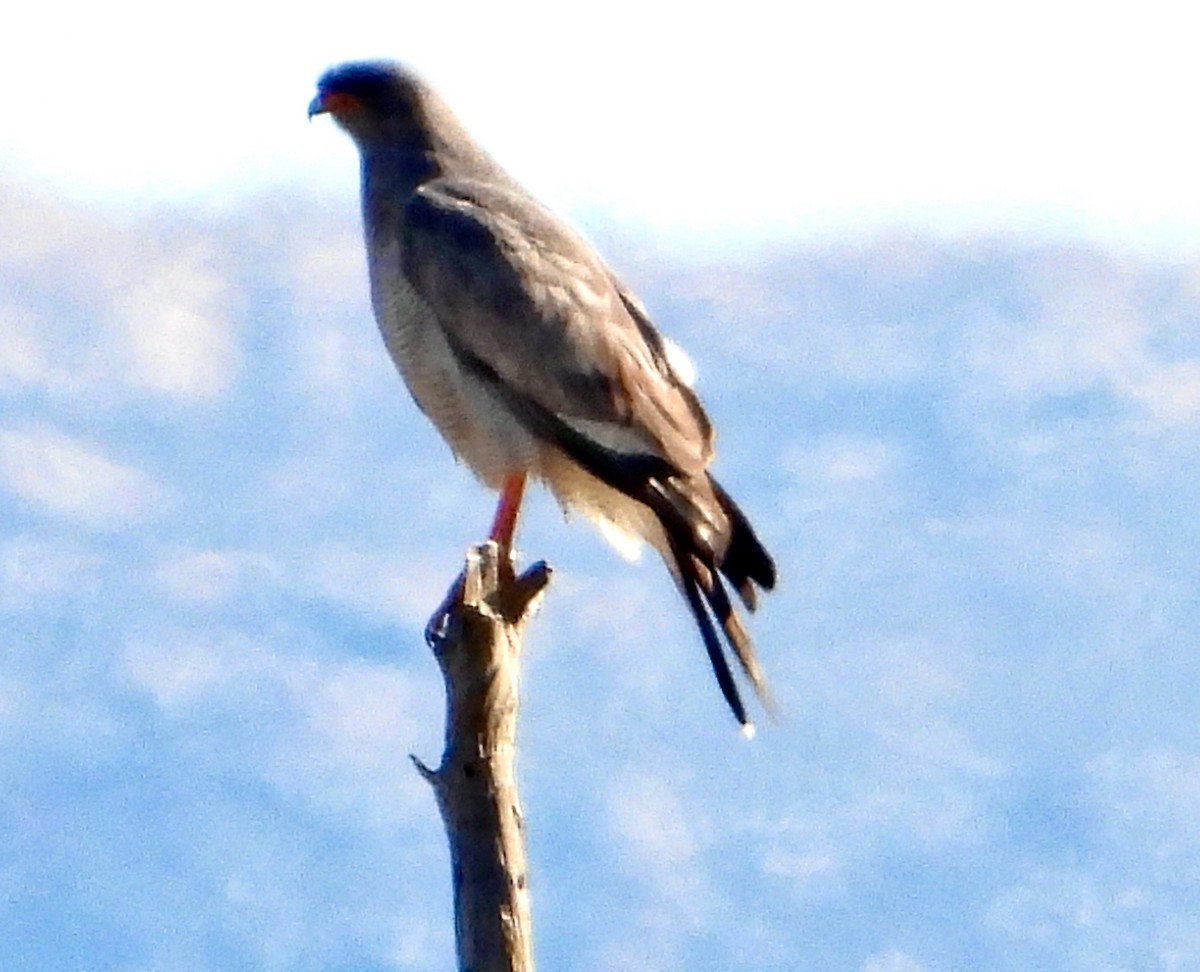 Silbersinghabicht - ML646712091