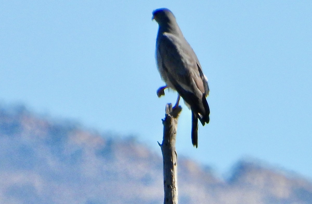 Silbersinghabicht - ML646712092