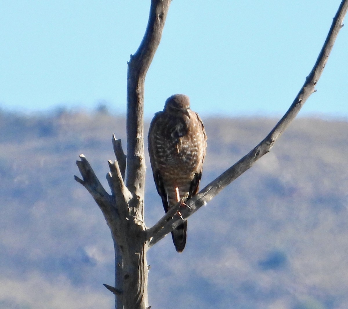 Silbersinghabicht - ML646712093