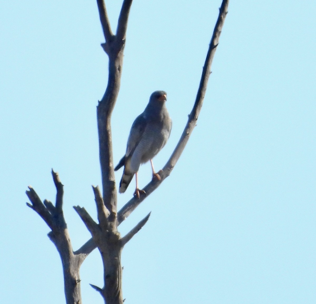 Silbersinghabicht - ML646712094