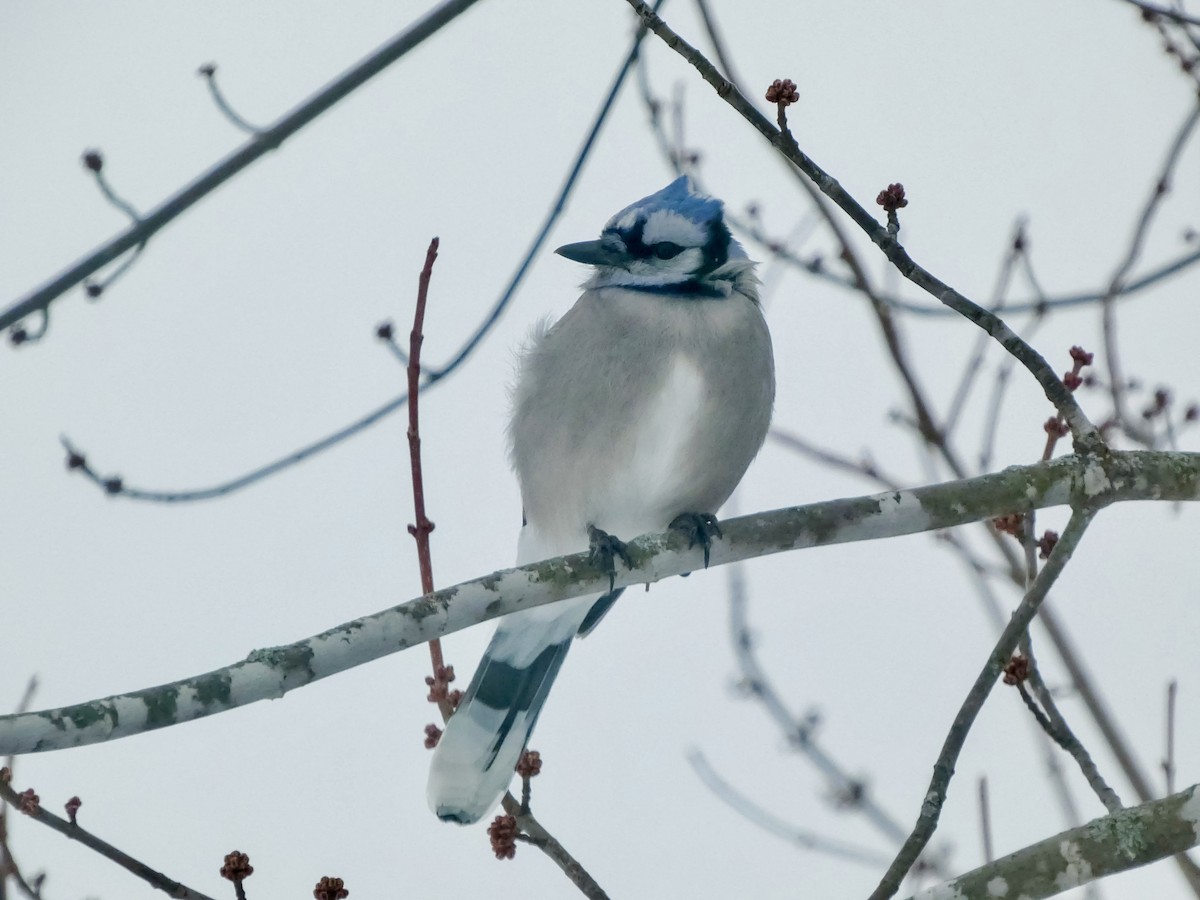 Mavi Karga - ML646712095