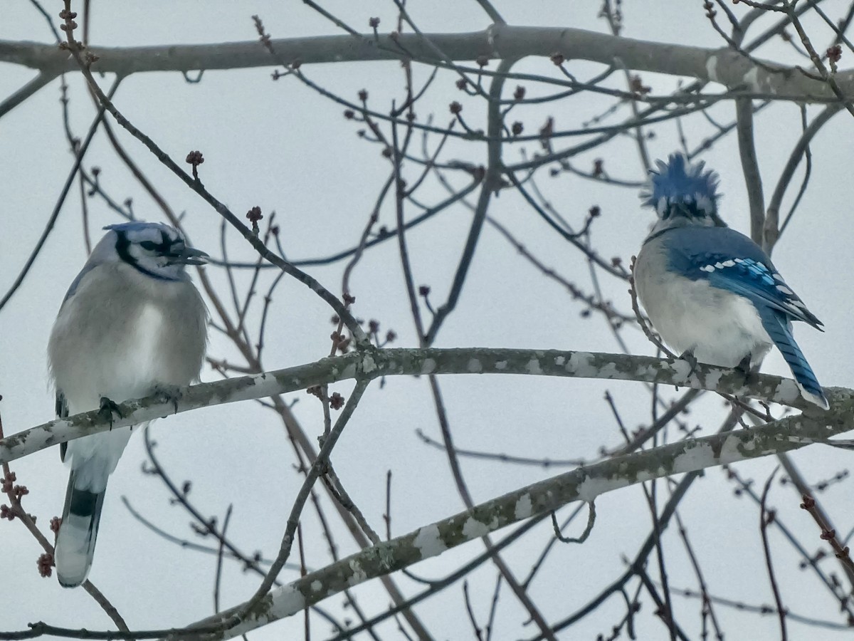 Mavi Karga - ML646712096