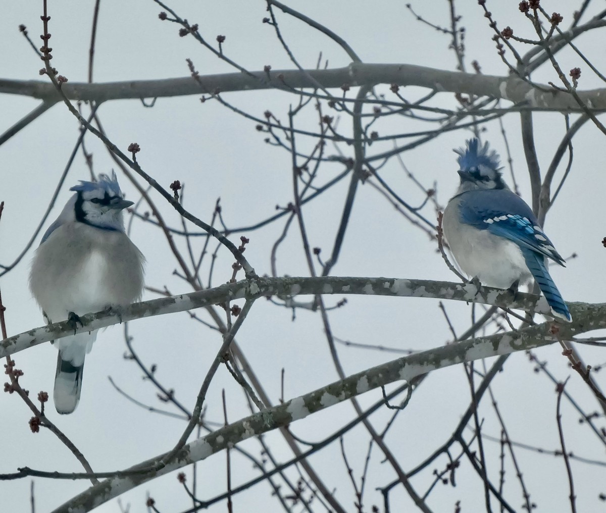 Mavi Karga - ML646712097