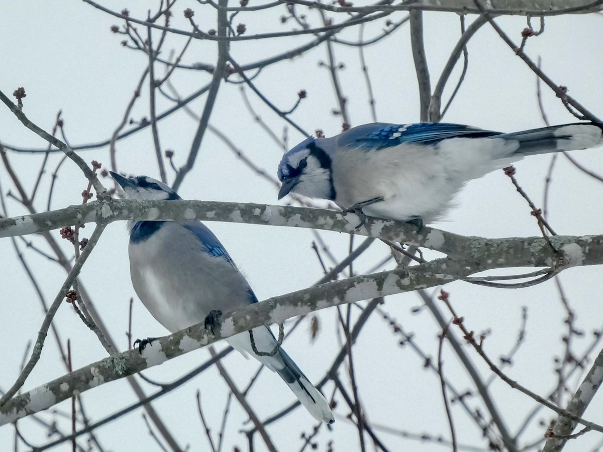 Mavi Karga - ML646712098