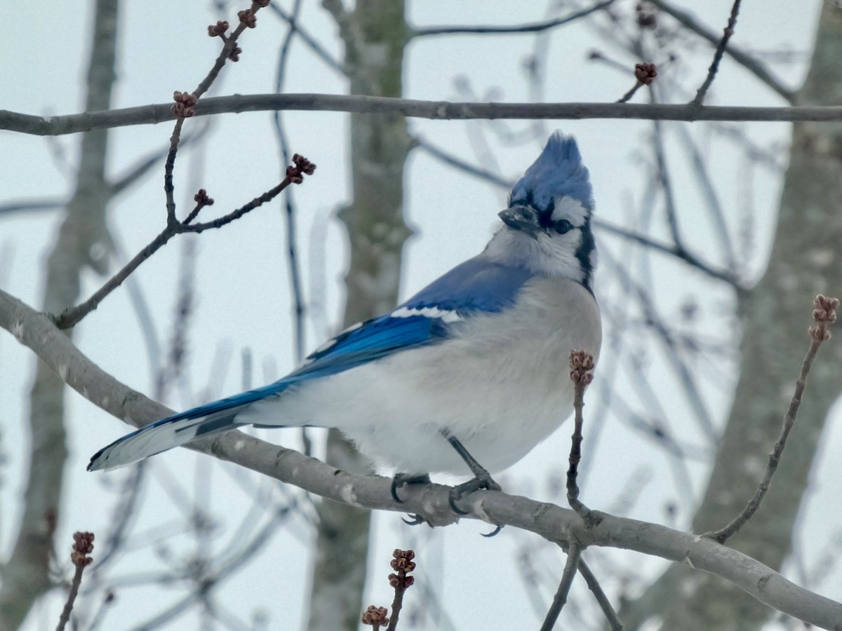 Mavi Karga - ML646712099