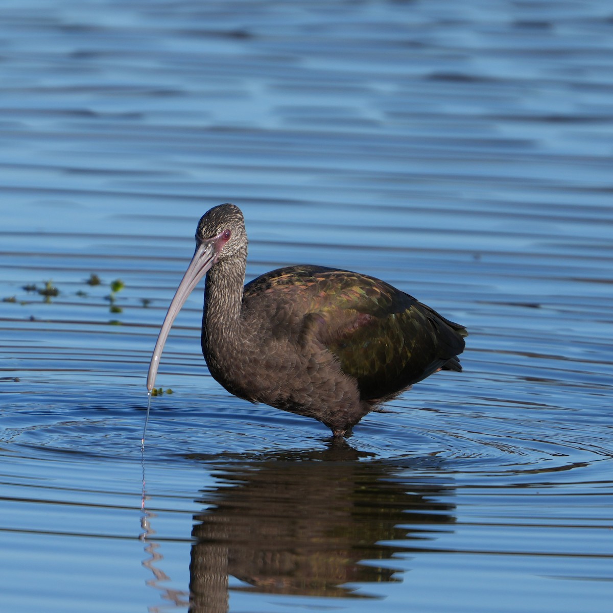 White-faced Ibis - ML646712101