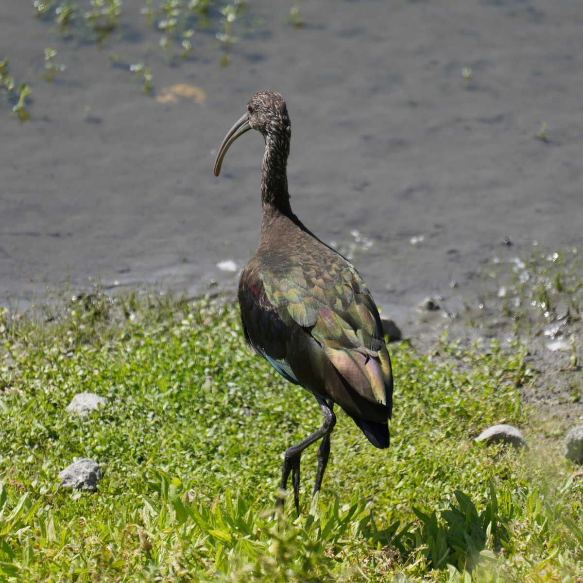 White-faced Ibis - ML646712102