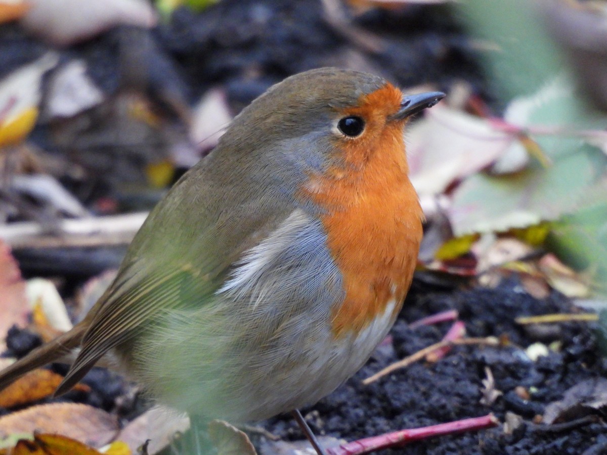 Rotkehlchen - ML646712103