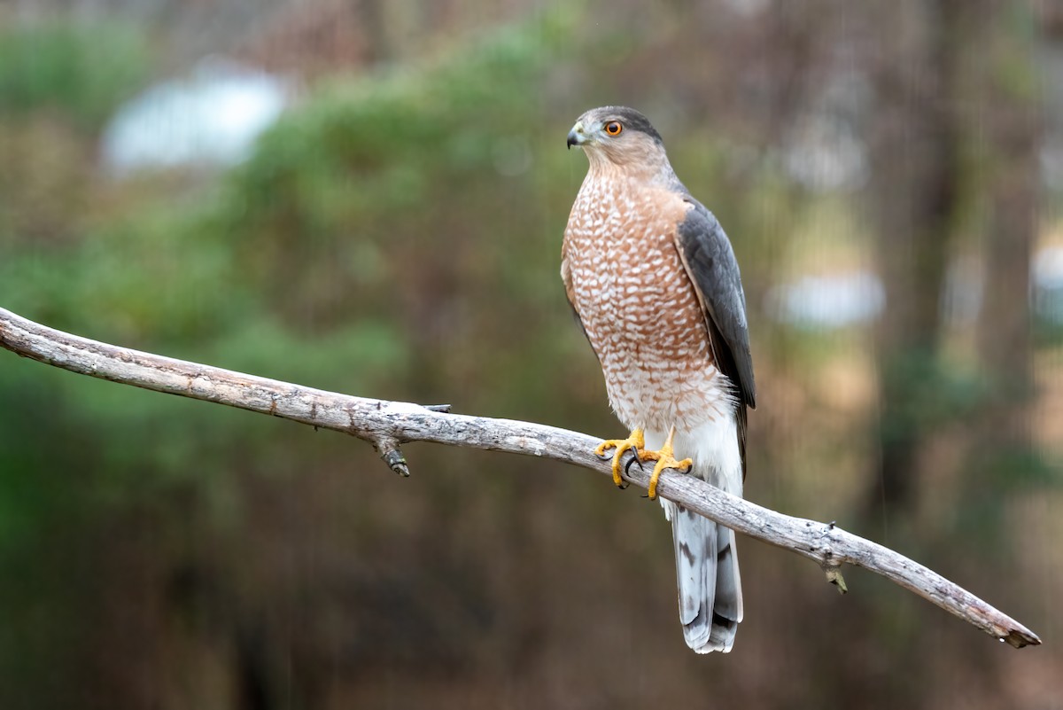 Gavilán de Cooper - ML646712104