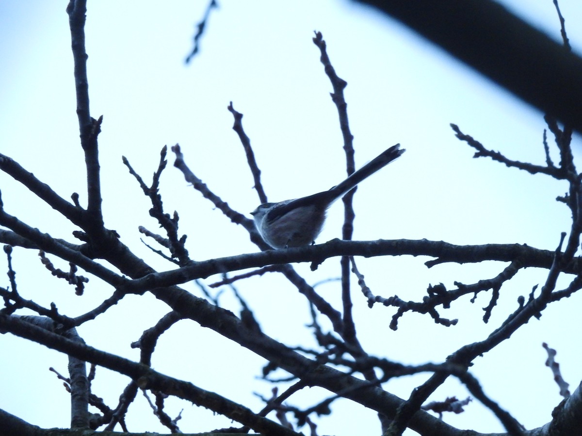 Schwanzmeise - ML646712112