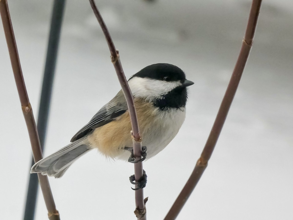 Amerika Baştankarası - ML646712113