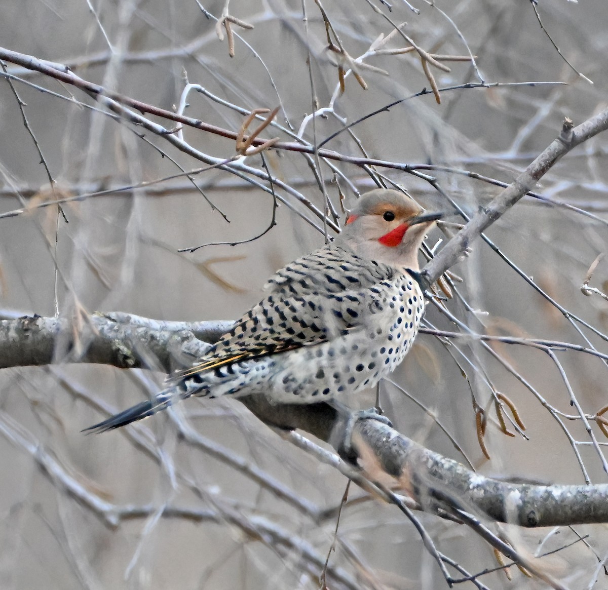 Northern Flicker (Yellow-shafted x Red-shafted) - ML646712114