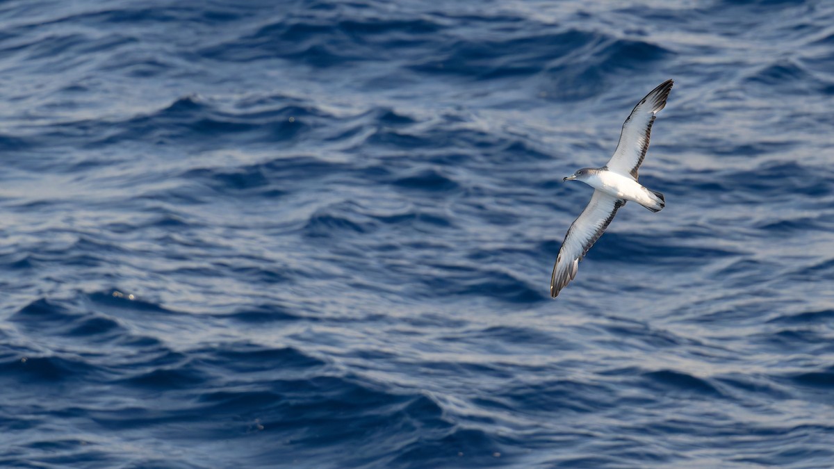 poseidonlire - ML646712115