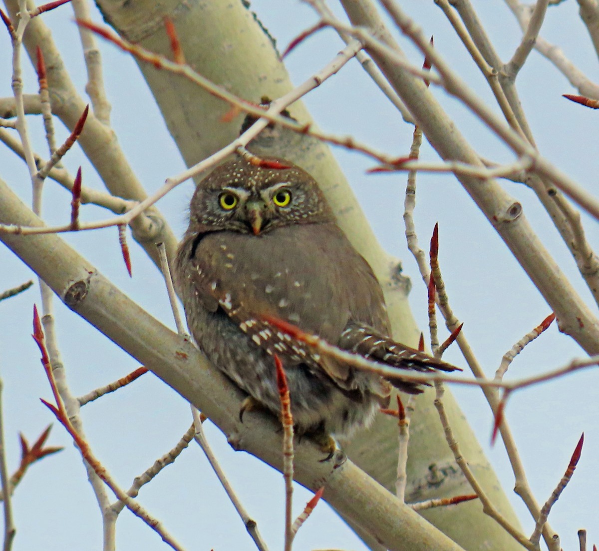 Dağ Serçe Baykuşu - ML646712116