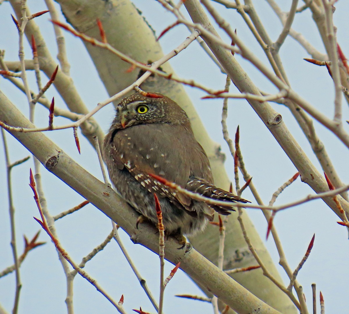 Dağ Serçe Baykuşu - ML646712117