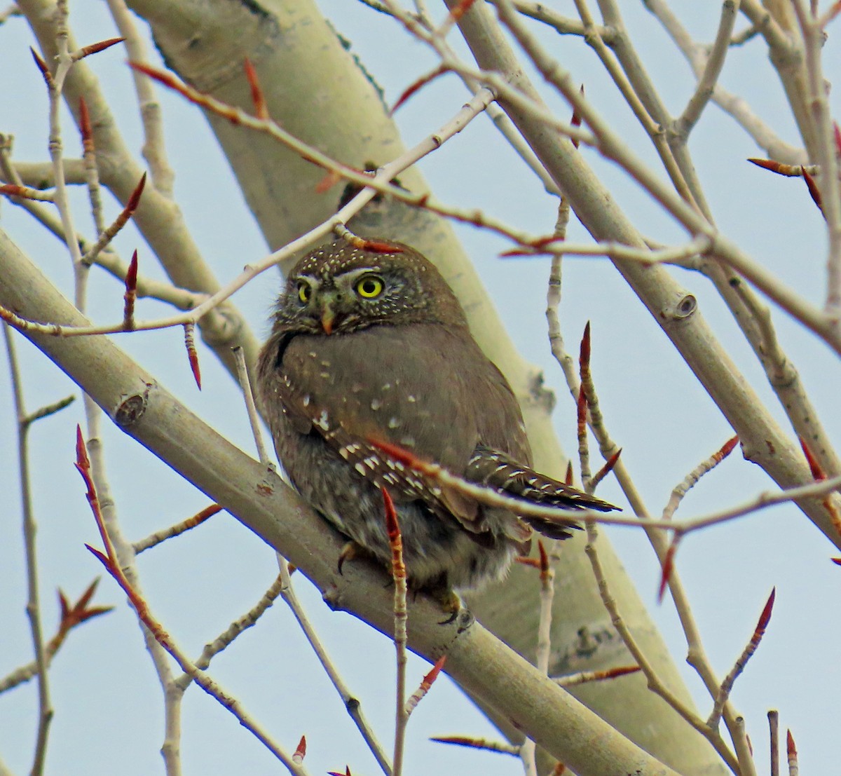 Dağ Serçe Baykuşu - ML646712118