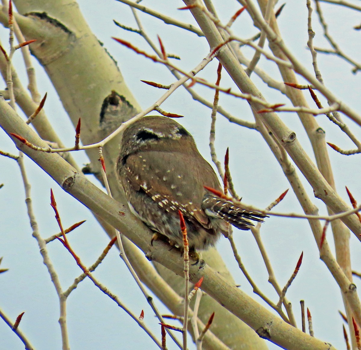 Dağ Serçe Baykuşu - ML646712119