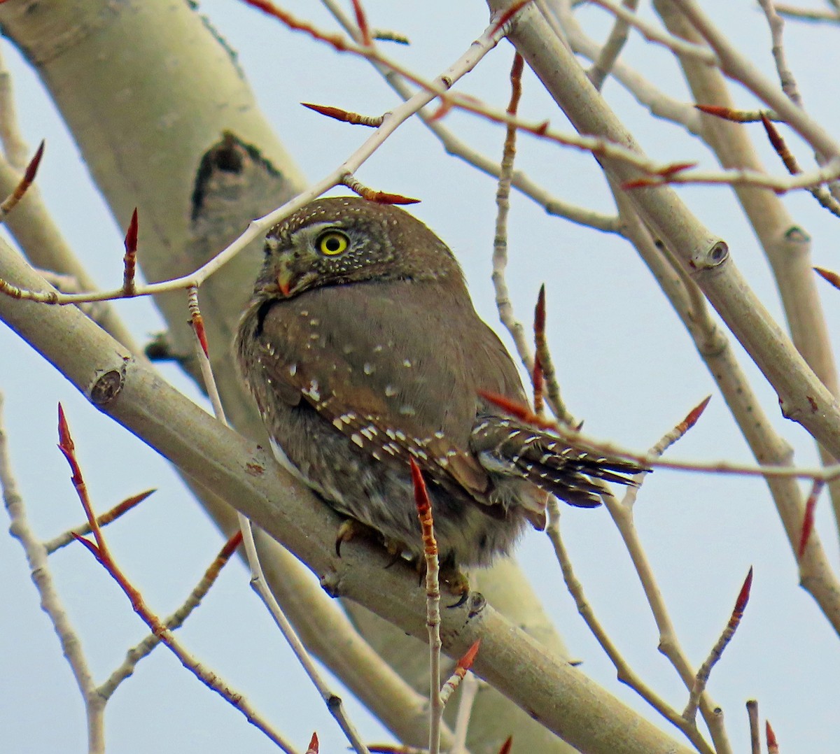 Dağ Serçe Baykuşu - ML646712120