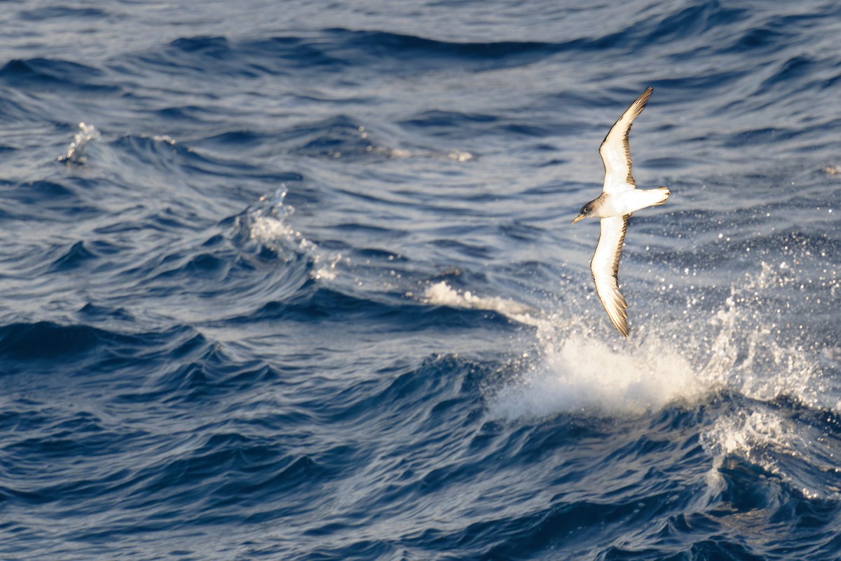 poseidonlire - ML646712121