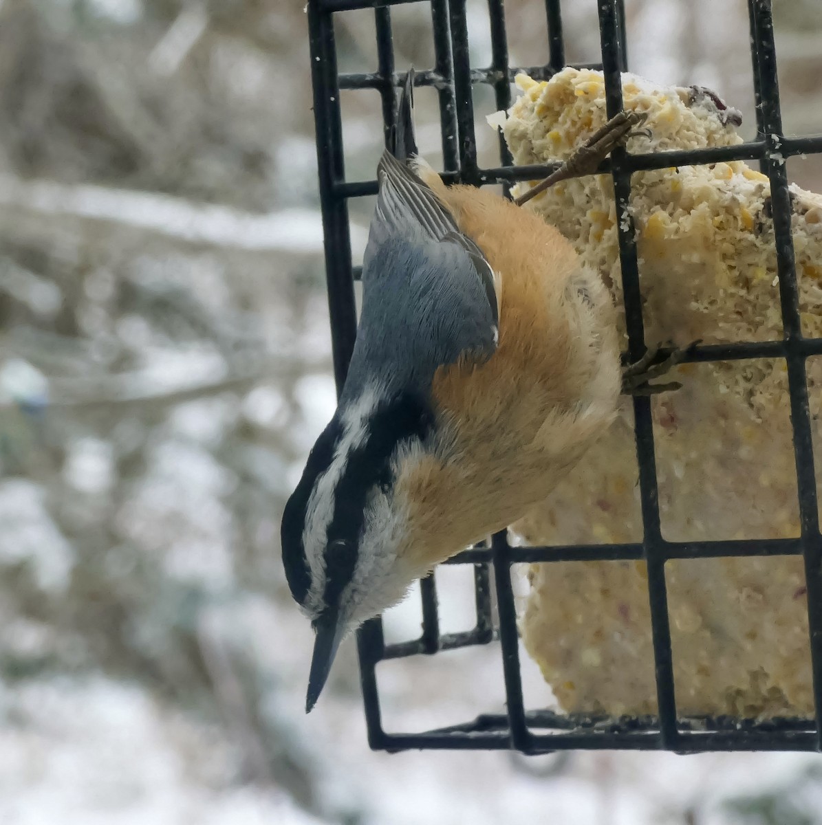 Kanada Sıvacısı - ML646712122