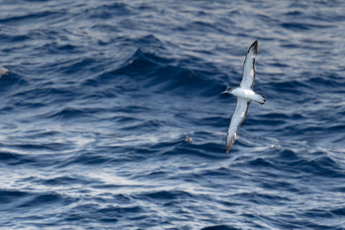 poseidonlire - ML646712123