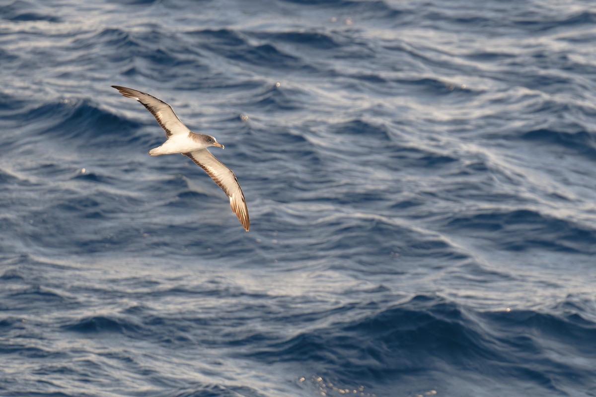 poseidonlire - ML646712124