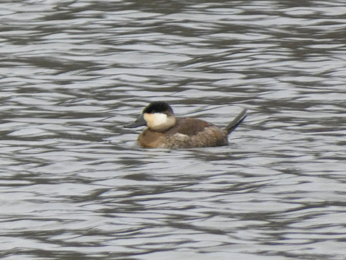 Schwarzkopf-Ruderente - ML646712129