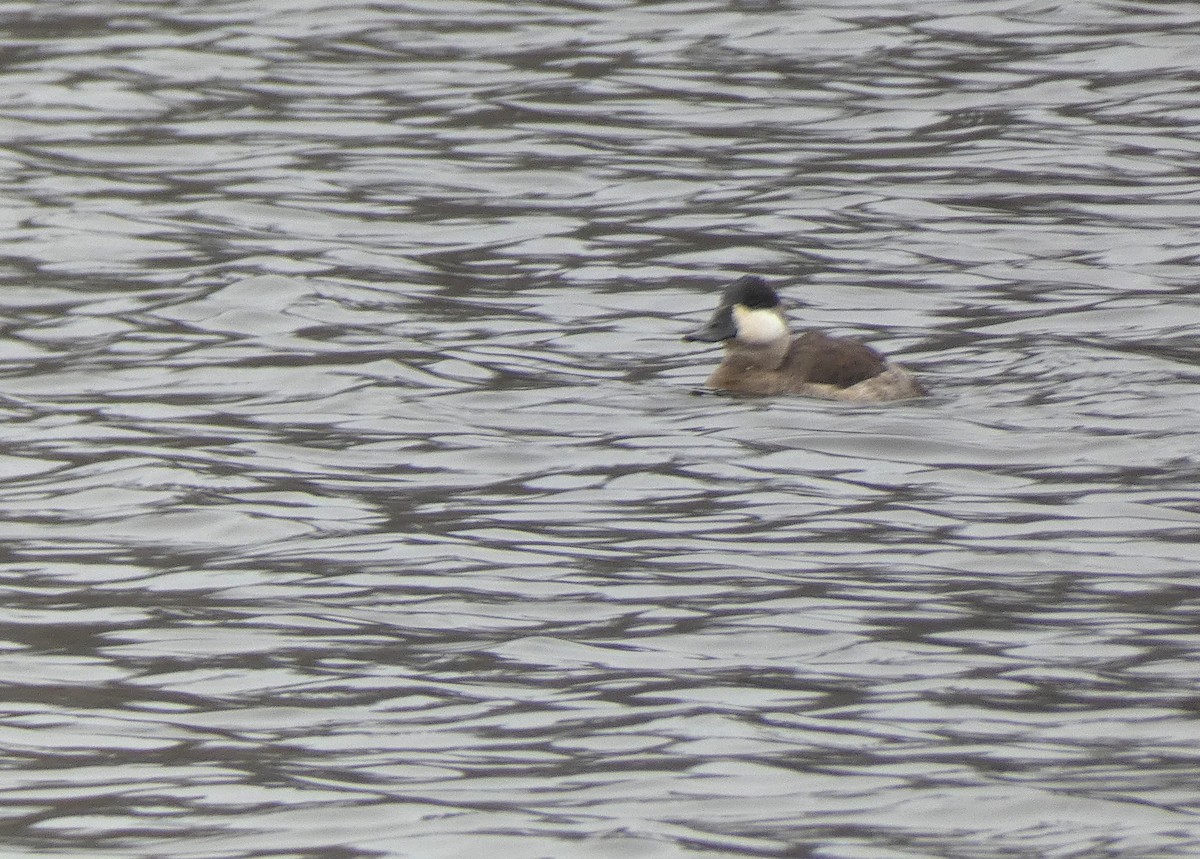 Schwarzkopf-Ruderente - ML646712130