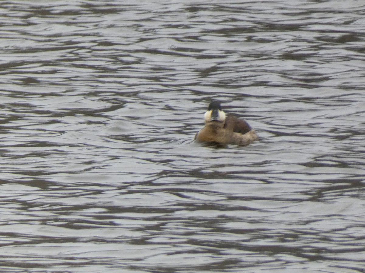 Schwarzkopf-Ruderente - ML646712131