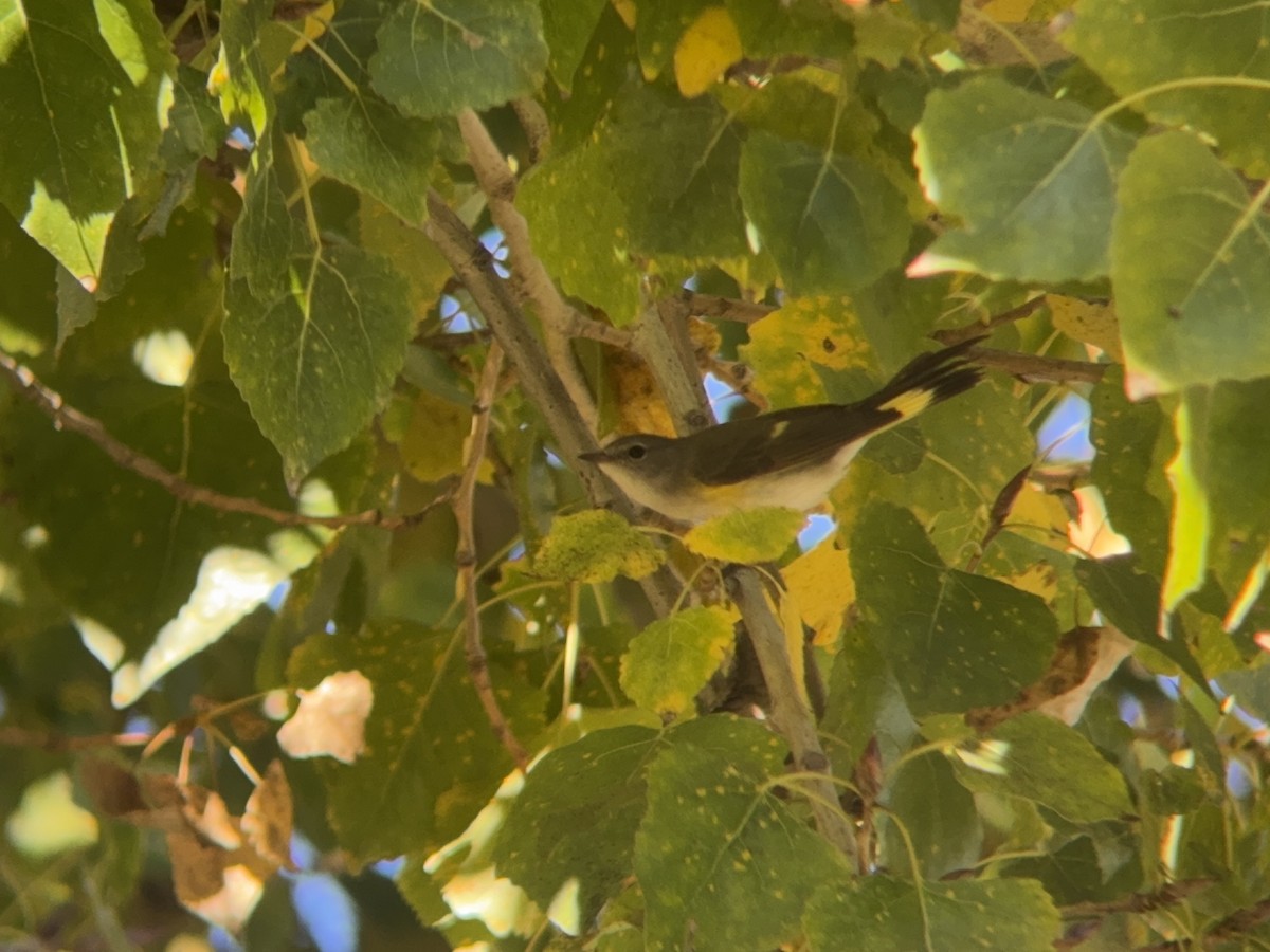 American Redstart - ML646712133