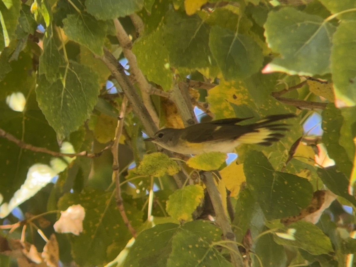 American Redstart - ML646712134